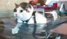 Katino mankšta po vandeniu - būdas numesti svorio