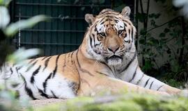 Kauną iškeisti į Londoną zoologijos sodo tigrui pasiūlė Justinas Jankevičius