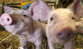 Kiaulių marą atvežti gali ir turistai