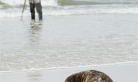 Ruoniukai sugrįžo į Baltijos jūrą