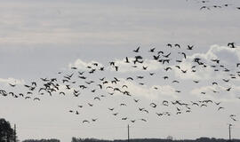 Ornitologai varžėsi paukščių ralyje