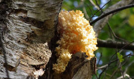 Neries regioniniame parke – korališkasis trapiadyglis