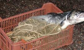 Nuo spalio 16-osios nebegalima žvejoti lašišų ir šlakių