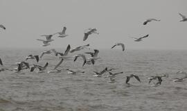 Pamaryje vyksta paukščių stebėtojų ralis