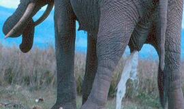 Šlapinimosi dėsnis: kad ir koks didelis būtų dramblys, jis šlapinasi ne ilgiau už ožką ar šunį (video)