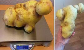 Švedijoje - bulvė "Keit Vinslet"