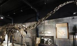 Didžioji Britanija: dinozauro skeletas parduotas už 400 tūkstančių svarų sterlingų