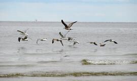 Neįprastai šilti orai Lietuvoje dar pasisvečiuos