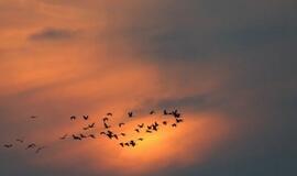 Ornitologus stebina paukščių migracija
