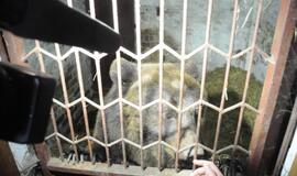 Iš Klaipėdos zoologijos sodo konfiskuoti meškėnai