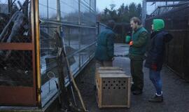 Iš Klaipėdos zoologijos sodo konfiskuoti meškėnai