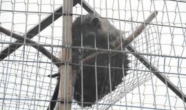 Iš Klaipėdos zoologijos sodo konfiskuoti meškėnai