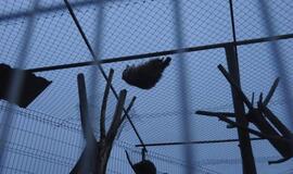 Iš Klaipėdos zoologijos sodo konfiskuoti meškėnai