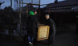 Iš Klaipėdos zoologijos sodo konfiskuoti meškėnai