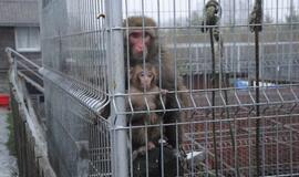 Iš Klaipėdos zoologijos sodo konfiskuoti meškėnai