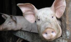 VMVT: iki gruodžio 16 d. kiaulės buferinėje zonoje turi būti paskerstos