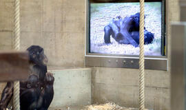 Bonobos Vokietijos zoologijos sode turi naujus plokščiaekranius televizorius