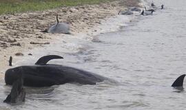Floridoje nugaišo dešimt ant seklumos užplaukusių delfinų