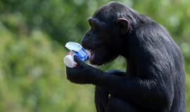 JAV teismų verdiktas: šimpanzės nėra žmonės