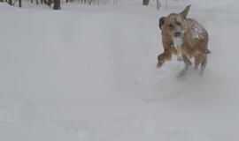 Kaip prižiūrėti šunis žiemą?