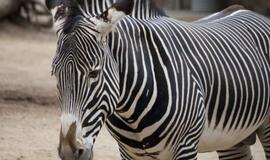 Kaip zebrai sukuria "kirpyklos stulpo" efektą