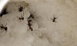 Lietuvoje aptiktos naujos rūšies skruzdėlės kelia grėsmę maisto pramonei