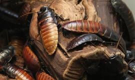 Niujorką okupuoja nauja tarakonų rūšis - šalčiui atsparūs japoniniai tarakonai