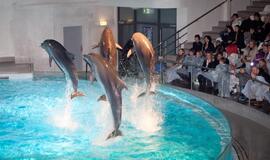 Delfinariume jau apsilankė daugiau nei 7000 žiūrovų