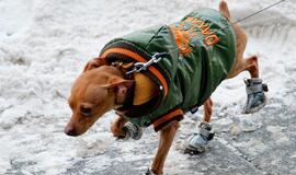 Jūsų augintinio striukė - iš naujos drabužių kolekcijos?