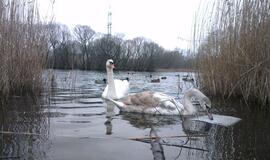 Klaipėdos penktadienis, sausio 3-ioji