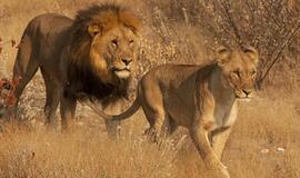 Liūtams Vakarų Afrikoje gresia išnykimas