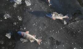 Ledas. Žvejai. Laivas. Inspektoriai