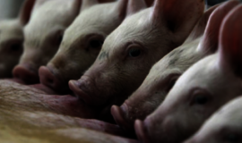 Duokit, vai duokit 15 milijonų