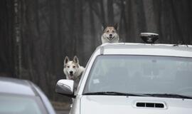 Protestas prieš šernų medžioklę