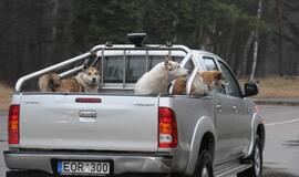 Protestas prieš šernų medžioklę