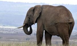 Mokslininkus nustebino neįtikėtina dramblių klausa