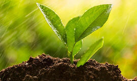 Pradedame sodo darbus!