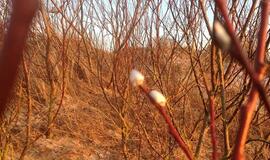 Savaitės orai: saulė nekaitins, bet šalčio nebesulauksime