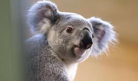 Duisburgo zoologijos sode užmigdyta seniausia Europos koala