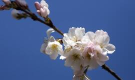 Japonija spėlioja dėl labai anksti pražydusios vyšnios, išaugusios iš kosmose buvusio kauliuko