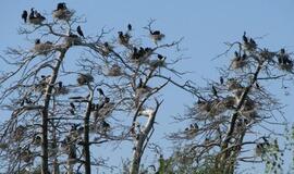 Kuršių neriją gali apsaugoti kormoranai?