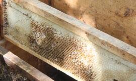 Parodoje "Vidinės atminties archyvas" - objektai iš bičių korių