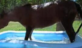 Karščių iškamuotas arklys atokvėpį rado vaikų baseinėlyje