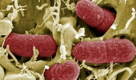 Plepios bakterijos dalinasi įspūdžiais