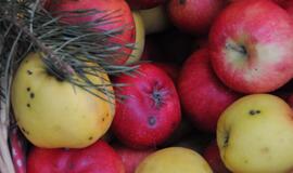 Pražudytas būsimas lietuviškų obuolių derlius