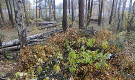 Pririšo prie medžio ir apiplėšė