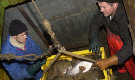 Žvejybos fronte - visiška sumaištis