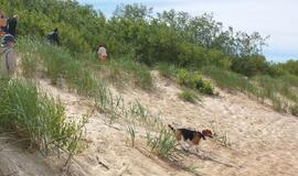 Dėl šunų vedžiojimo paplūdimyje - trys protokolai