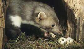 Įkliuvo kiaušinių vagys