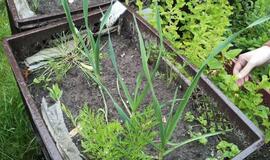 Europoje - sveiko maisto &quot;aukso amžius&quot;